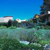 The Couse garden in early summer photographed by Laurence Gustafson