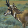 Carol Guzman | Pronghorn | oil on linen | 14 x 11 | Starting Bid $1000, Buy it Now Price $1400