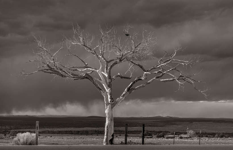 Geraint Smith | Taos Lone Tree, "The Welcome Tree" | photographic print | 10.75" x 16.75" Framed, 18" x 24" | 100% donation by the artist | Starting Bid $500, Buy it Now Price $800